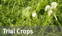 Trial Crops