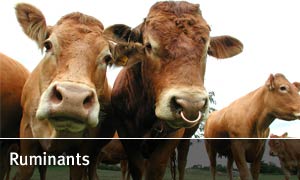 Ruminants