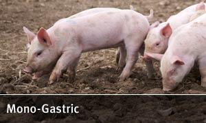 Mono Gastric
