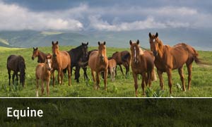 Equine