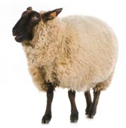 Sheep