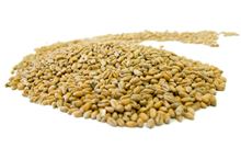Whole Wheat